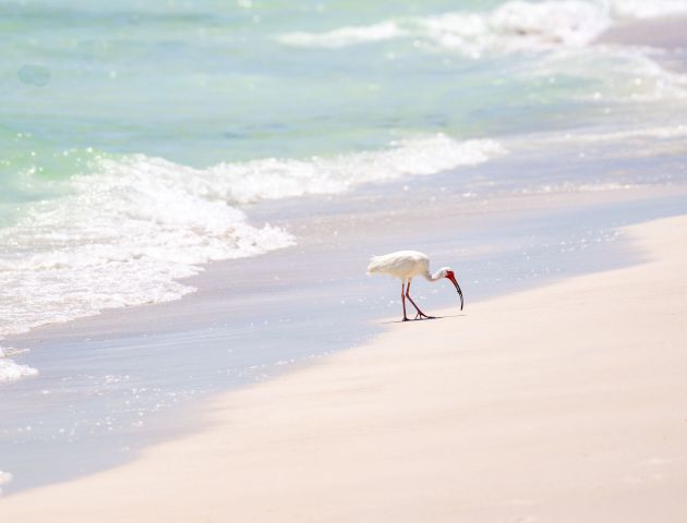 A white bird with a long beak walks along a serene beach with turquoise waves meeting the sandy shore.